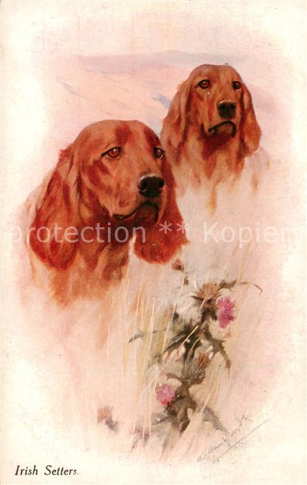 73891892 Hunde dogs chiens Irish Setters Litho