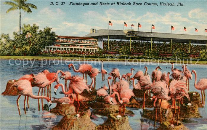 73832610 Hialeah Florida USA Flamingos and Nests at Hialeah Race Course