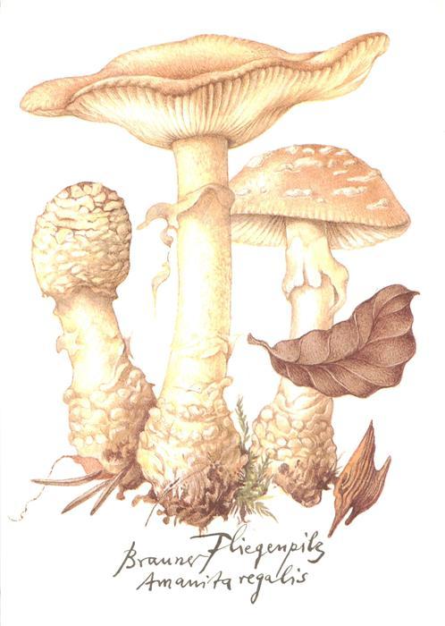 73894425 Pilze Brauner Fliegenpilz Litho