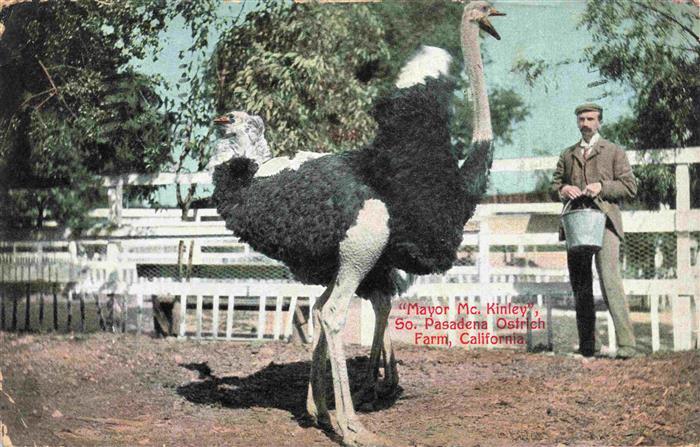 73974312 Pasadena California USA Mayor Mc. Kinley Ostrich Farm