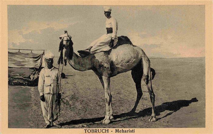 74001618 Kamele  Camel Chameau-- Tobruch Meharisti