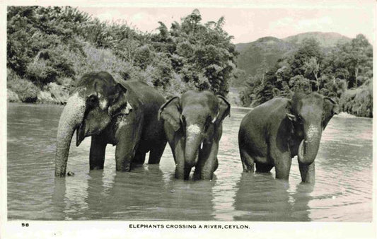 74002182 Elefant Ceylon Srilanka