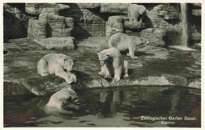 74003648 Zoo Gardin Zoologique-- Basel Eisbaeren