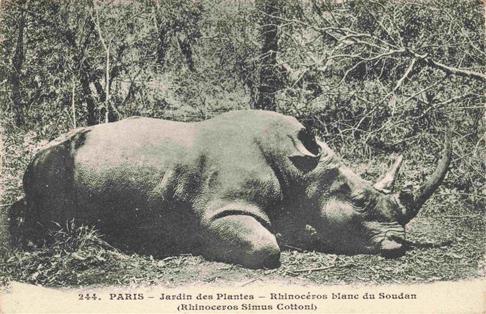 74003651 Nashorn Paris Jardin des Plantes