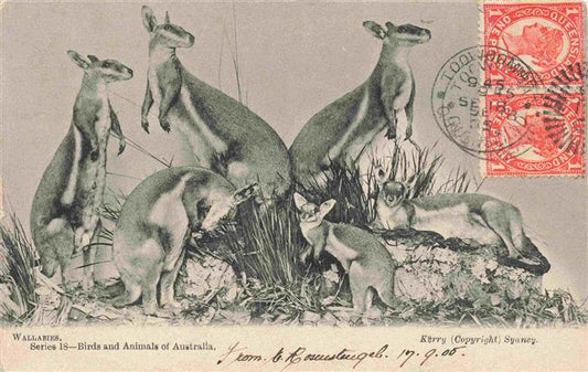 74003781 Kaenguru Kangaroo Kangourou Canguro-- Wallaries Australia Kerry