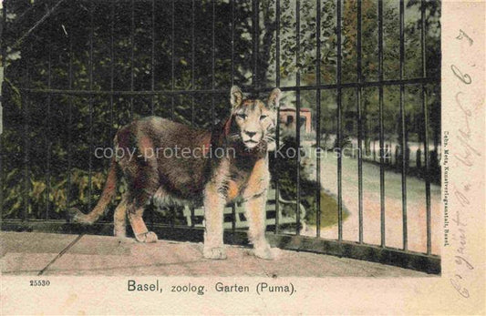 74019706 Zoo Gardin Zoologique-- Basel Puma Litho