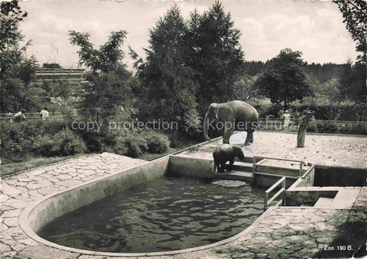 74020211 Zoo Gardin Zoologique-- Zuerich Indischer Elefant