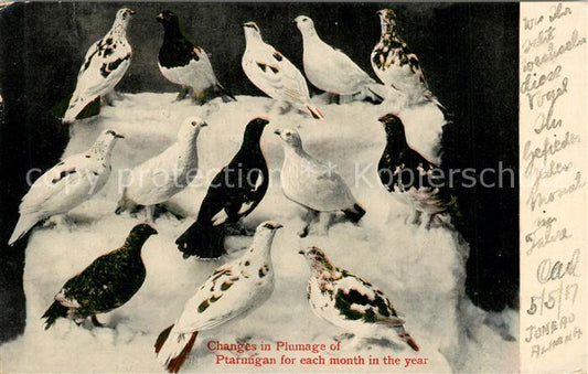 13309809 Juneau Alaska Changes in Plumage of Ptarmigan for each month in the yea