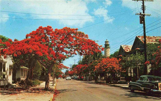 73996325 Key West Florida USA Roayl Poinciana Trees lined along Simonton