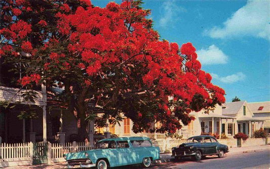 73996332 Key West Florida USA Flowering Royal Poinciana tree