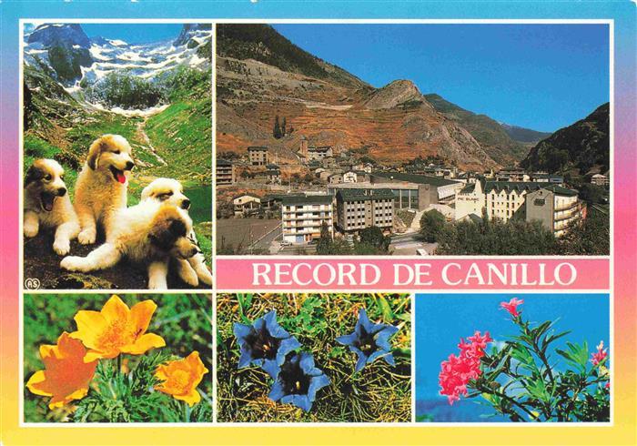 74000928 Canillo Andorre chiots Panorama flore alpine