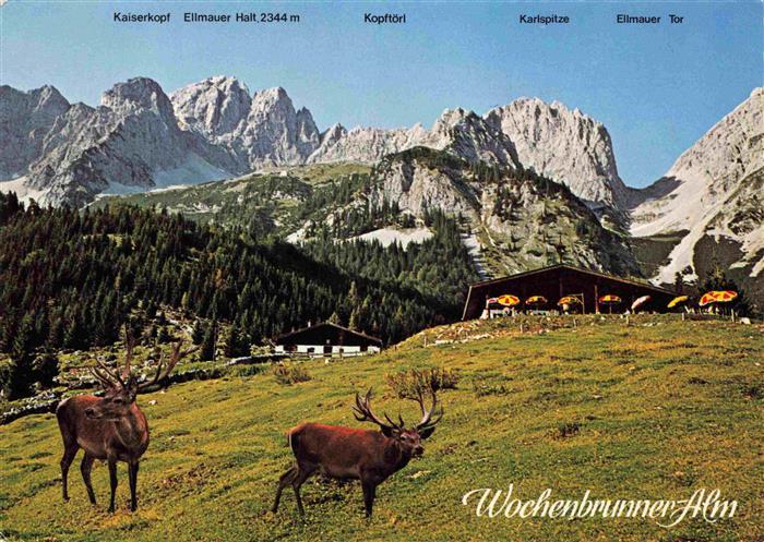 74001558 Ellmau Elmau Tirol AT Wochenbrunner Alm mit Wildpark