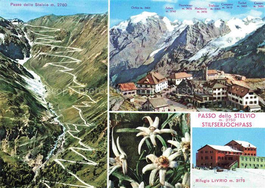 74005997 Stilfserjoch 2750m Passo dello Stelvio IT Panorama Edelweiss Rifugio Li