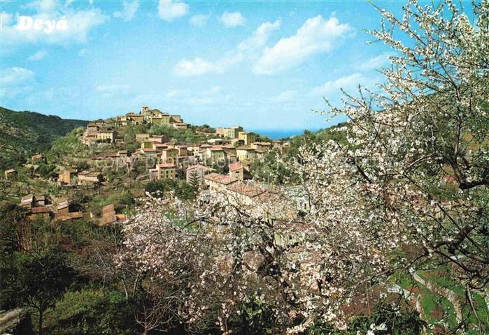 74006243 Deya Mallorca ES Almendros en flor