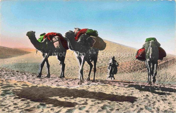 74011569 Kamele  Camel Chameau-- Scenes et Types Afrique du Nord Dans les Dunes