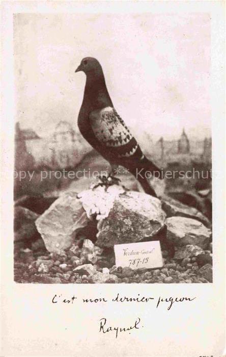 74011582 Brieftaube Carrier Pigeon voyageur Colombogramme Commendant RAYNAL Defe