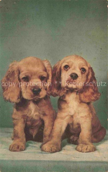 74011687 Hunde dogs chiens Welpen