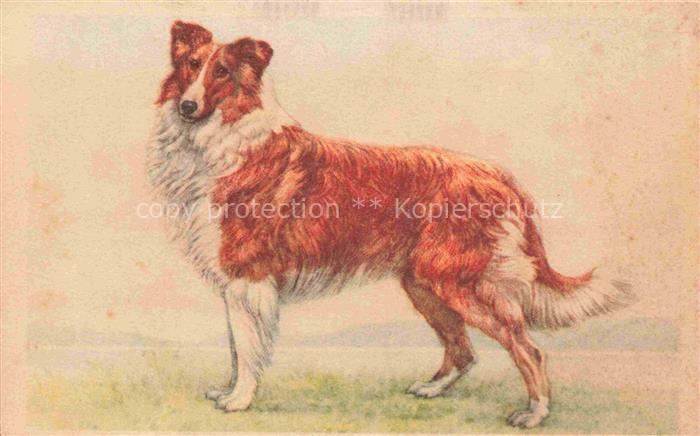 74011689 Hunde dogs chiens Collie