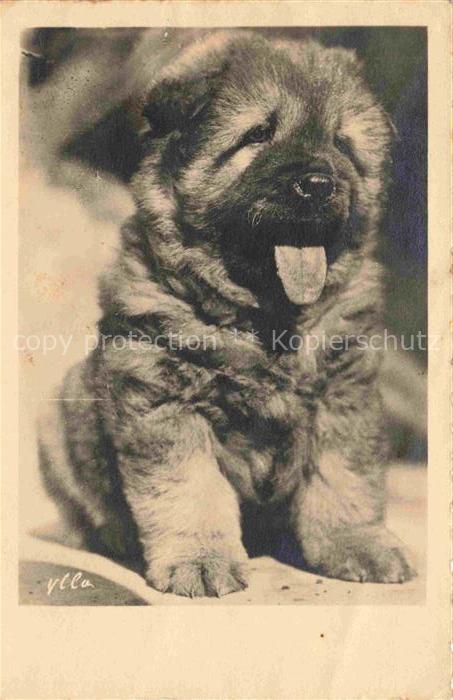 74011691 Hunde dogs chiens 1960 Ylla Welpe