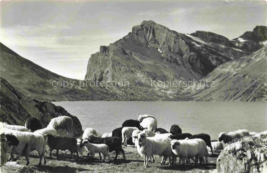 74011704 Schaeferei Sheperding Bergerie-- Der Daubensee am Gemmipass Kanderteg