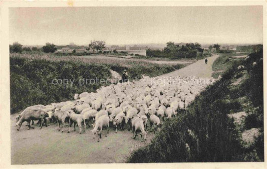 74011793 Schaeferei Sheperding Bergerie-- France