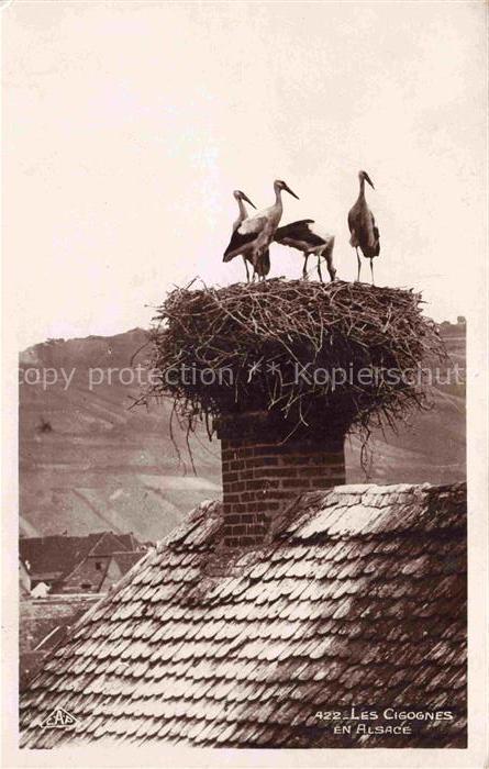 74011809 Storch Stork Cigogne Ciguena CAP Nr. 422 Les Cigognes en Alsace