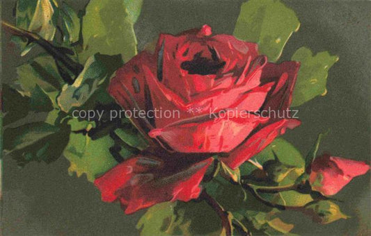 74011821 Rosen Roses Rosas-- T.A.M. Nr.1102 Litho Rot