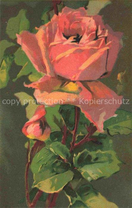 74011822 Rosen Roses Rosas-- Litho Rosa T.A.M. Nr.1101