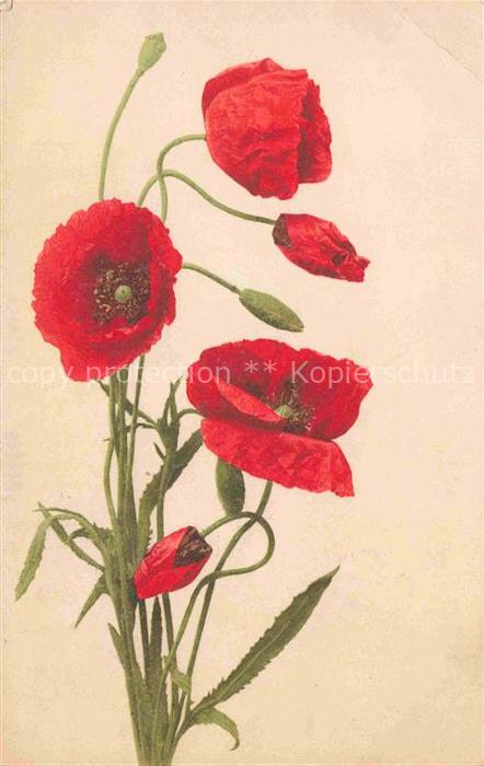 74011951 Mohnblumen Blumen Flowers Fleurs Litho