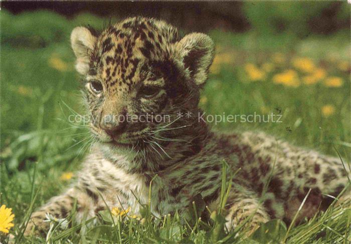 74012275 TIERE Animals Animaux Animales Animali-- Petit Jaguar Baby