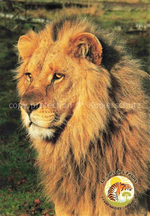 74012276 Loewe Lion-- Le parc des Felins Nesles France