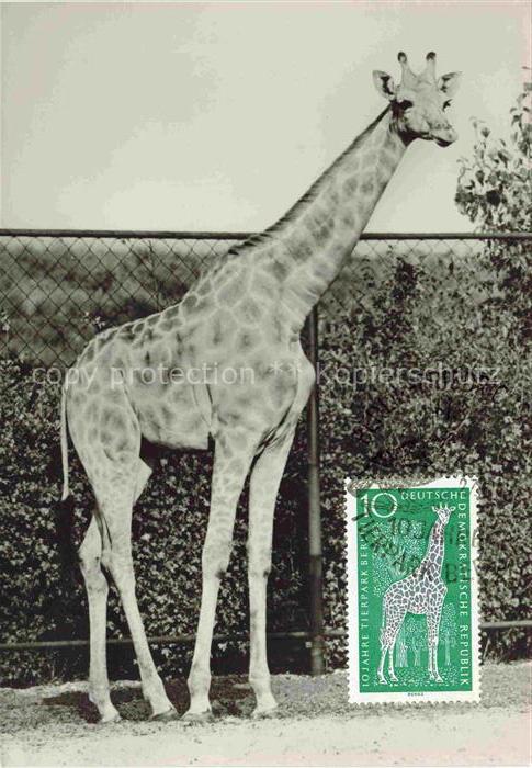 74012302 Zoo Gardin Zoologique-- Angola Giraffe Tierpark Berlin