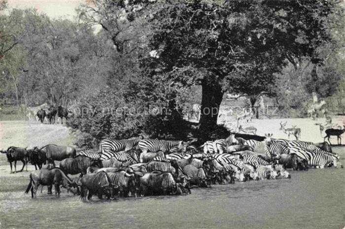 74016761 Zebras Zebre Cebra-- Blue wildebeest Kruger National Park