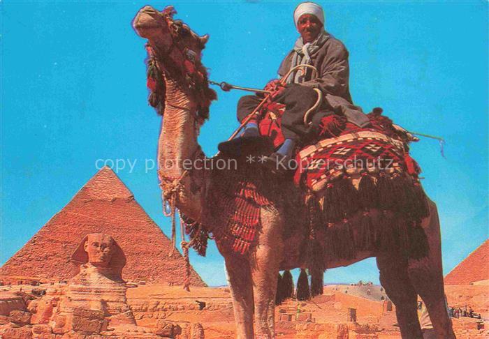 74016762 Kamele  Camel Chameau-- Giza Sphinx Khafre Pyramid Egypt