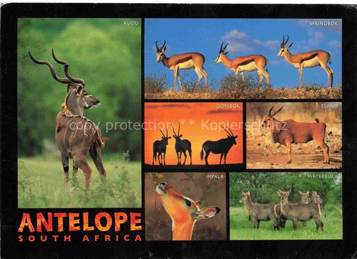 74016766 Africa Afrique Afrika Volksleben Typen Antelope Impala Eland Springbok