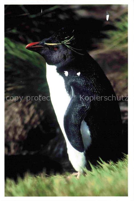 74017013 Pinguin MS Vistamar Antarktis