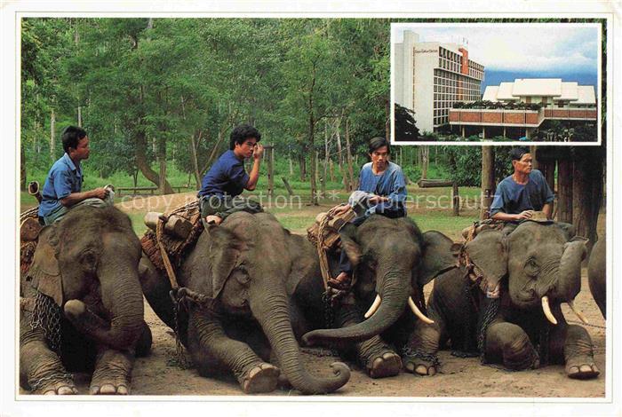 74017016 Elefant Chiang Mai North Thailand