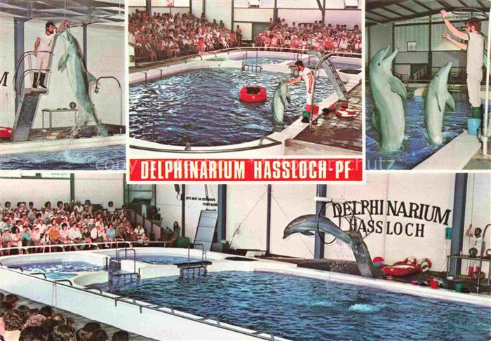 74017021 Delphine Dolphins Dauphins Delfines Hassloch Pfalz Holiday Park