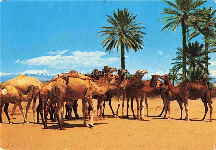 74017030 Kamele  Camel Chameau-- Maroc Typique Karawane