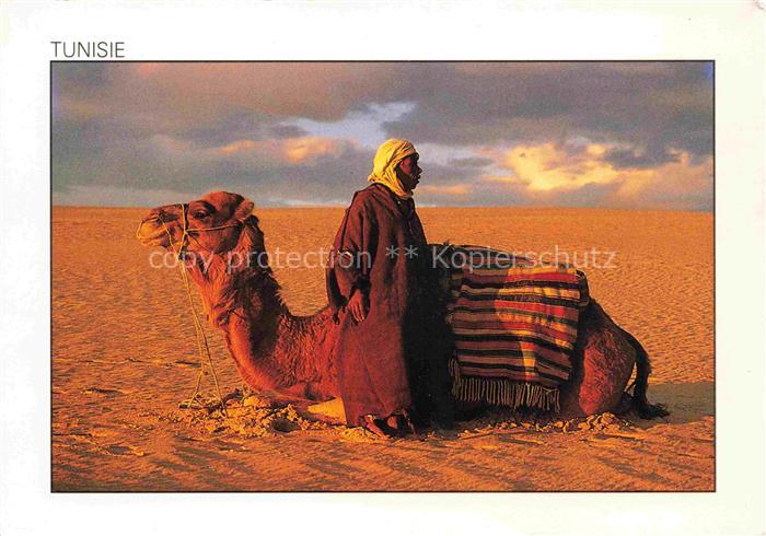 74017034 Kamele  Camel Chameau-- Tunesien Einsamer Kamelhirt