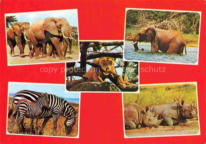 74017035 TIERE Animals Animaux Animales Animali-- East African Game Zebra Elefan