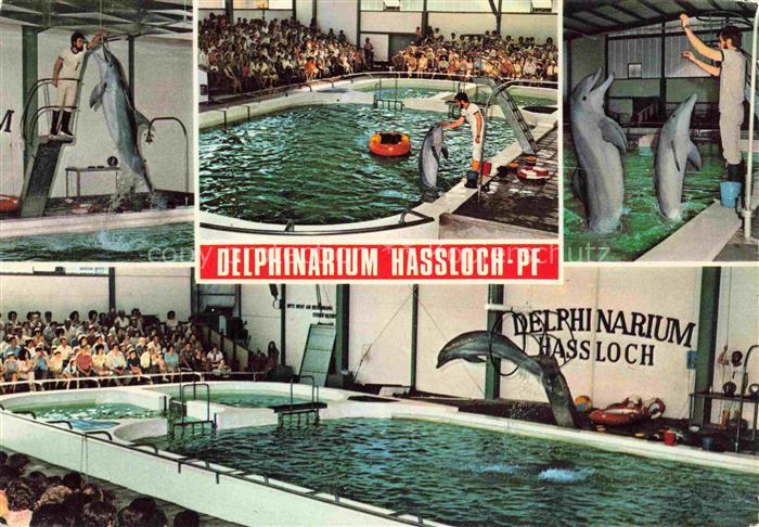 74017038 Delphine Dolphins Dauphins Delfines Holiday Park Hassloch Pfalz