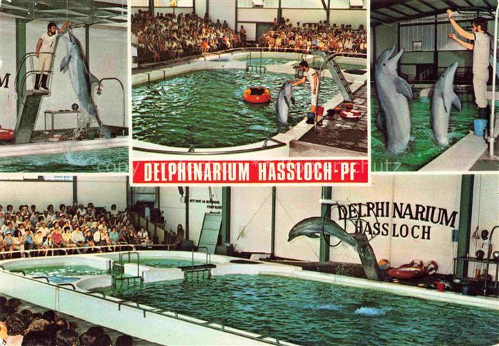 74017039 Delphine Dolphins Dauphins Delfines Hassloch Pfalz Holiday Park