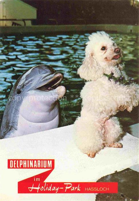 74017041 Delphine Dolphins Dauphins Delfines Hassloch Pfalz Holiday Park Pudel