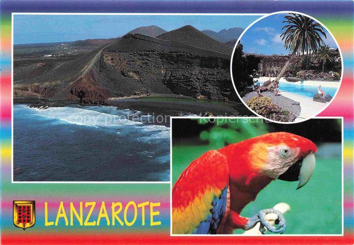 74017333 Papagei Lanzarote Islas Canarias