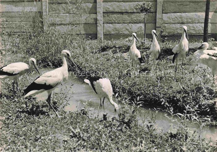 74017348 Voegel Birds Oiseaux Schweiz Vogelwarte Sempach Stoerche