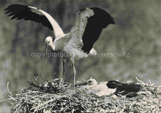 74017349 Storch Stork Cigogne Ciguena Schweiz Vogelwarte Sempach