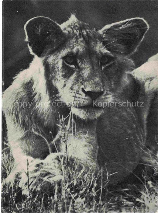 74017355 Loewe Lion-- Jong leeu Kruger National Park