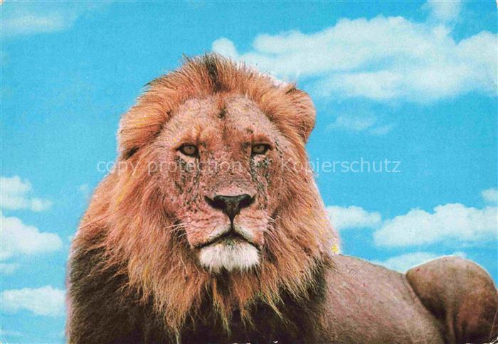 74017356 Loewe Lion-- East Africa Wildlife