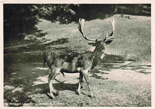 74017368 Hirsch Stag Deer Cerf Ciervo-- Wildpark Langenberg Langnau a.A.